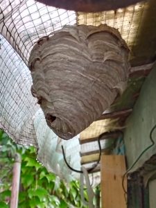 Vogelstation Villingen | Wespen Quiz