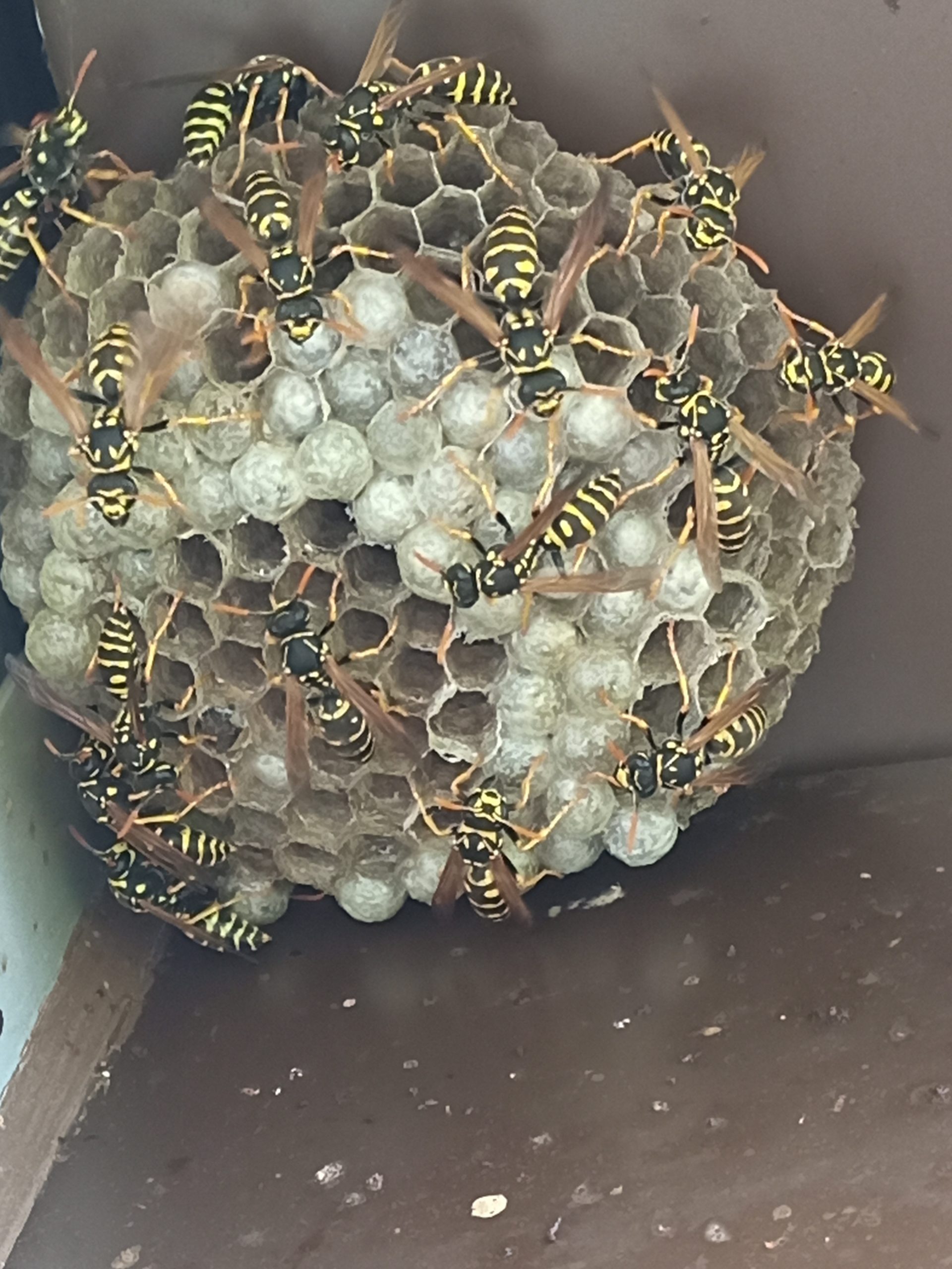 Vogelstation Villingen | Wespen Quiz