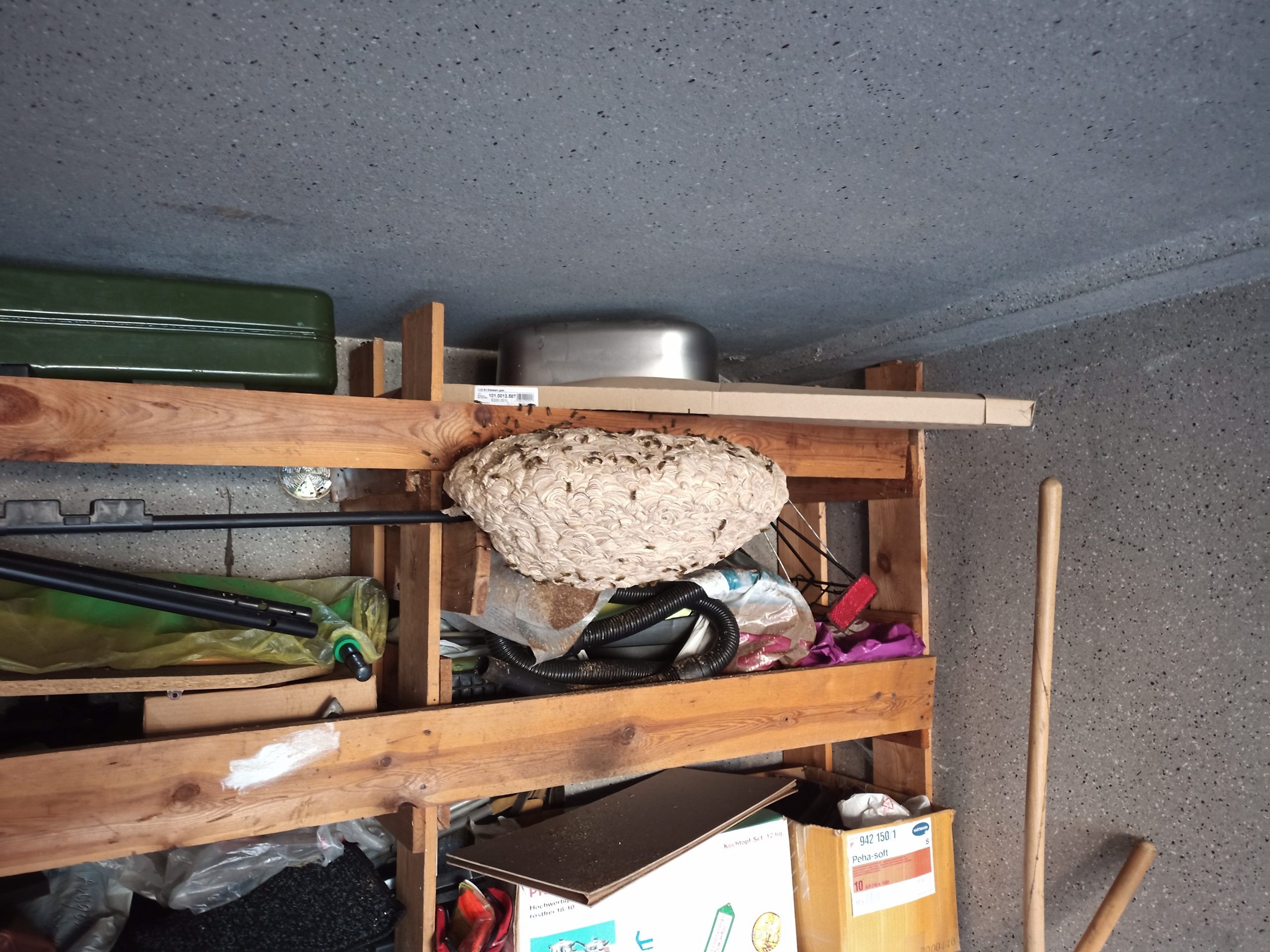 Vogelstation Villingen | Wespen Quiz