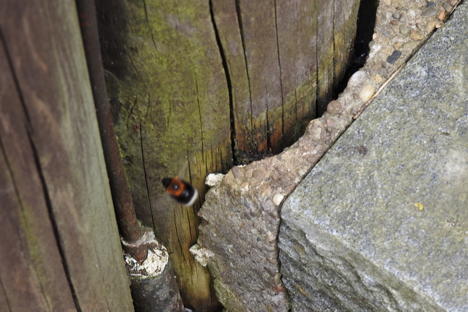 Vogelstation Villingen | Wespen Quiz