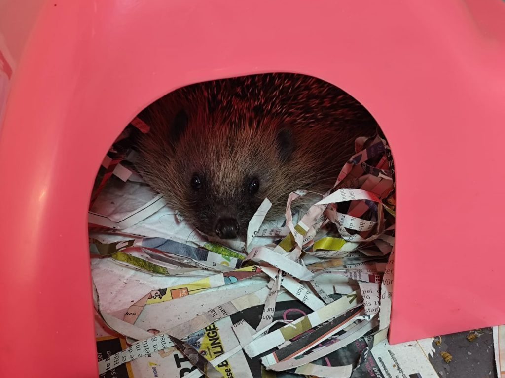 Vogelstation Villingen | Igelstation Durchhausen