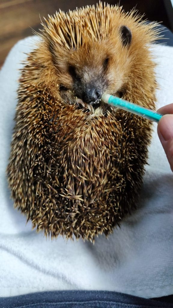 Vogelstation Villingen | Igelstation Durchhausen